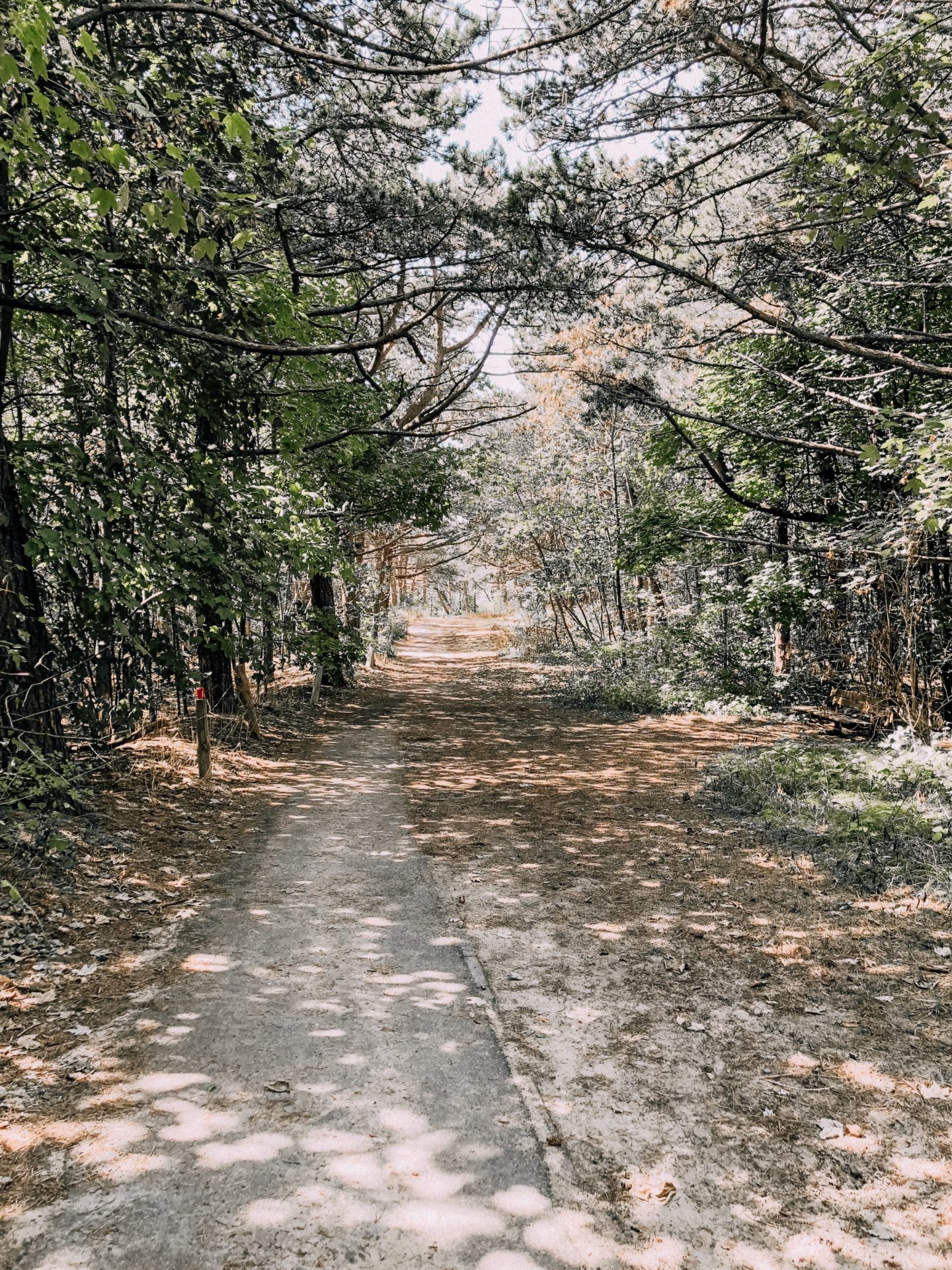 Hike In The Forest 2